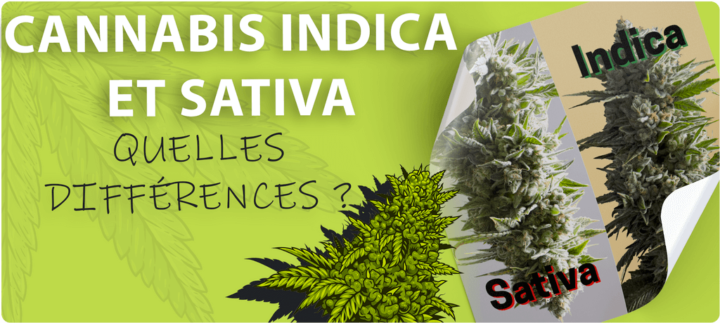 Cannabis Indica et Sativa